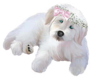 a girly dog with a pink ribon